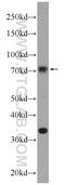 Nuclear Receptor Subfamily 1 Group D Member 1 antibody, 14506-1-AP, Proteintech Group, Western Blot image 