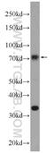 Nuclear receptor subfamily 1 group D member 1 antibody, 14506-1-AP, Proteintech Group, Western Blot image 