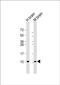 G Protein Subunit Gamma 2 antibody, PA5-49529, Invitrogen Antibodies, Western Blot image 