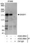 SAM And SH3 Domain Containing 1 antibody, A302-266A, Bethyl Labs, Immunoprecipitation image 