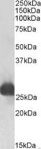 Glutathione S-transferase alpha-3 antibody, MBS422545, MyBioSource, Western Blot image 