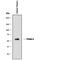 Alpha 2-HS Glycoprotein antibody, AF1184, R&D Systems, Western Blot image 