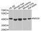 Alpha-N-Acetylgalactosaminidase antibody, PA5-76459, Invitrogen Antibodies, Western Blot image 