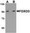 Forkhead Box O3 antibody, orb94534, Biorbyt, Western Blot image 