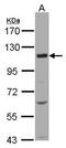 Solute Carrier Family 12 Member 7 antibody, TA308174, Origene, Western Blot image 