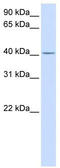 Solute Carrier Family 35 Member F6 antibody, TA342043, Origene, Western Blot image 