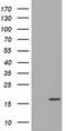 Tetratricopeptide Repeat Domain 32 antibody, TA501344S, Origene, Western Blot image 
