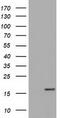 Tetratricopeptide Repeat Domain 32 antibody, TA501344S, Origene, Western Blot image 