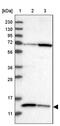 Succinate Dehydrogenase Complex Assembly Factor 3 antibody, PA5-54227, Invitrogen Antibodies, Western Blot image 