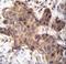 Growth Differentiation Factor 9 antibody, LS-C166430, Lifespan Biosciences, Immunohistochemistry paraffin image 