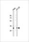 Guanine nucleotide-binding protein subunit beta-2-like 1 antibody, 63-373, ProSci, Western Blot image 