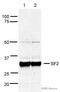 Serine And Arginine Rich Splicing Factor 1 antibody, ab38017, Abcam, Western Blot image 