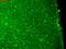 Potassium Voltage-Gated Channel Subfamily Q Member 1 antibody, LS-C230681, Lifespan Biosciences, Immunofluorescence image 