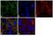 Notch Receptor 2 antibody, MA5-24274, Invitrogen Antibodies, Immunofluorescence image 