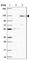 SH3 Domain Binding Protein 4 antibody, HPA037534, Atlas Antibodies, Western Blot image 