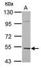 Kelch Like Family Member 42 antibody, GTX120046, GeneTex, Western Blot image 