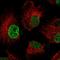 TBC1 Domain Family Member 19 antibody, HPA039592, Atlas Antibodies, Immunofluorescence image 