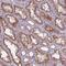 GEN1 Holliday Junction 5' Flap Endonuclease antibody, HPA020078, Atlas Antibodies, Immunohistochemistry paraffin image 