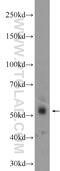 Zinc Finger Protein 71 antibody, 24647-1-AP, Proteintech Group, Western Blot image 