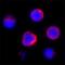 Spi-B Transcription Factor antibody, AF7204, R&D Systems, Immunofluorescence image 
