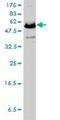 NEDD8 Activating Enzyme E1 Subunit 1 antibody, H00008883-M01, Novus Biologicals, Western Blot image 