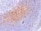 CD81 Molecule antibody, M01281, Boster Biological Technology, Immunohistochemistry frozen image 