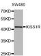 KISS1 Receptor antibody, LS-B15332, Lifespan Biosciences, Western Blot image 