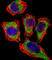 Carbonic Anhydrase 2 antibody, abx033311, Abbexa, Western Blot image 