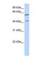 DNA Polymerase Delta Interacting Protein 3 antibody, NBP1-57411, Novus Biologicals, Western Blot image 