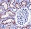 NADPH Oxidase 4 antibody, F43447-0.4ML, NSJ Bioreagents, Western Blot image 