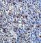 Zinc Finger Protein 791 antibody, orb78301, Biorbyt, Immunohistochemistry paraffin image 