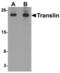 Translin antibody, LS-B9516, Lifespan Biosciences, Western Blot image 