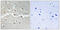 BRCA2 DNA Repair Associated antibody, abx013516, Abbexa, Immunohistochemistry paraffin image 