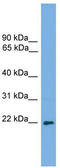 Musculin antibody, TA342279, Origene, Western Blot image 