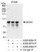 Kinesin Family Member 2C antibody, A300-808A, Bethyl Labs, Immunoprecipitation image 