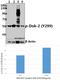 Docking Protein 2 antibody, A07956Y299, Boster Biological Technology, Western Blot image 