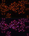 Cell Division Cycle 25A antibody, 14-120, ProSci, Immunofluorescence image 