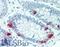 Peptide YY antibody, LS-B15022, Lifespan Biosciences, Immunohistochemistry paraffin image 