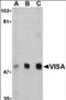 Mitochondrial Antiviral Signaling Protein antibody, orb86814, Biorbyt, Western Blot image 
