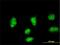 Heart- and neural crest derivatives-expressed protein 2 antibody, H00009464-M03, Novus Biologicals, Immunocytochemistry image 