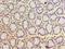 POP7 Homolog, Ribonuclease P/MRP Subunit antibody, LS-C376369, Lifespan Biosciences, Immunohistochemistry paraffin image 