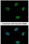 Cyclin Dependent Kinase 10 antibody, PA5-30567, Invitrogen Antibodies, Immunofluorescence image 