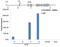 Histone Cluster 4 H4 antibody, PA5-40092, Invitrogen Antibodies, Chromatin Immunoprecipitation image 