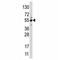 Jumonji Domain Containing 4 antibody, F40005-0.4ML, NSJ Bioreagents, Western Blot image 