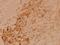 C-Terminal Src Kinase antibody, A00799, Boster Biological Technology, Immunohistochemistry frozen image 