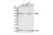 NOP2/Sun RNA Methyltransferase 2 antibody, 44056S, Cell Signaling Technology, Western Blot image 