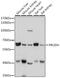 Proline Dehydrogenase 1 antibody, GTX33428, GeneTex, Western Blot image 