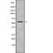 Ubiquitin Specific Peptidase 14 antibody, abx219270, Abbexa, Western Blot image 