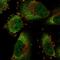 COMM Domain Containing 8 antibody, HPA035887, Atlas Antibodies, Immunofluorescence image 