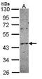 NADPH Oxidase Organizer 1 antibody, LS-B12462, Lifespan Biosciences, Western Blot image 